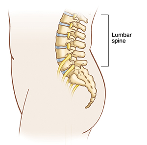 Side view of lumbar vertebrae.